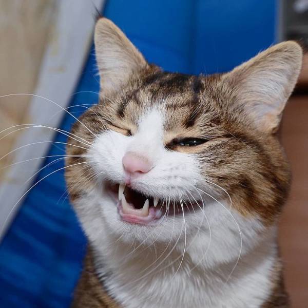 This Cat Got Funny Facial Expressions 25 Pics