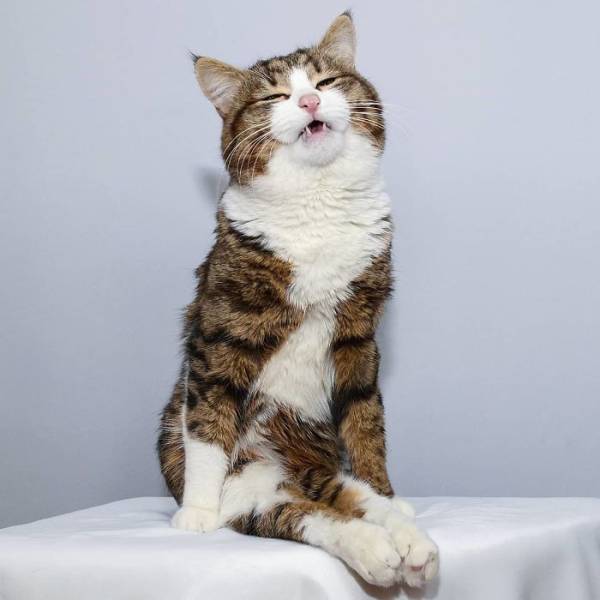 This Cat Got Funny Facial Expressions (25 pics)