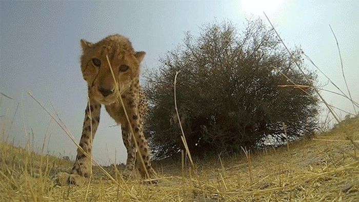 Awesome GoPro Moments (16 gifs)