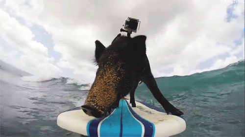 Awesome GoPro Moments (16 gifs)