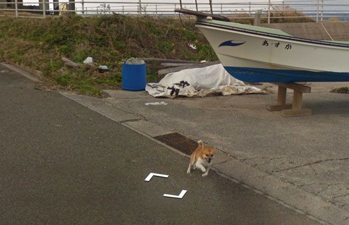 Hilarious chase ensues as tiny dog chases Google Street View car in Kagoshima (8 pics)