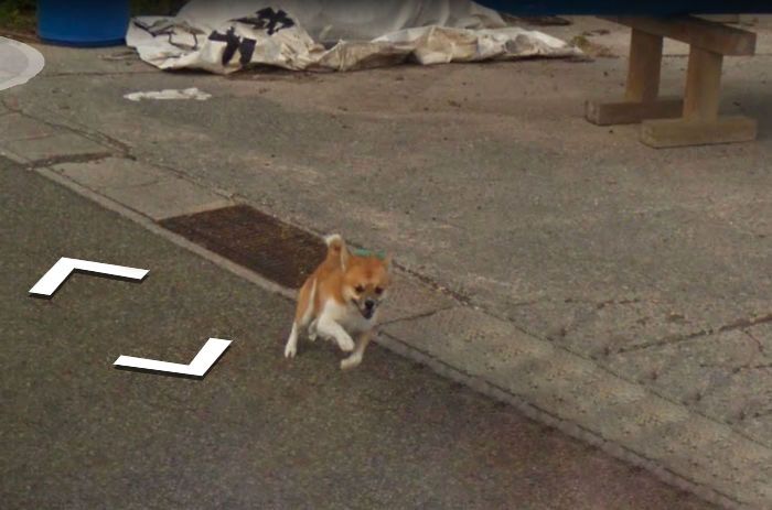 Hilarious chase ensues as tiny dog chases Google Street View car in ...