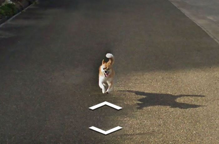 Hilarious chase ensues as tiny dog chases Google Street View car in Kagoshima (8 pics)