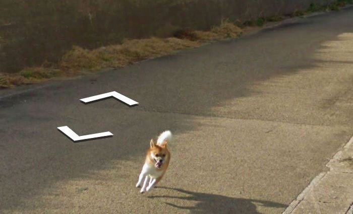 Hilarious chase ensues as tiny dog chases Google Street View car in Kagoshima (8 pics)