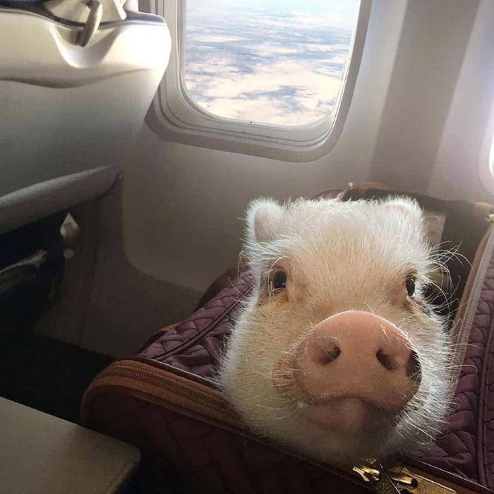 These Airline Passengers Are Your Nightmare (18 pics)