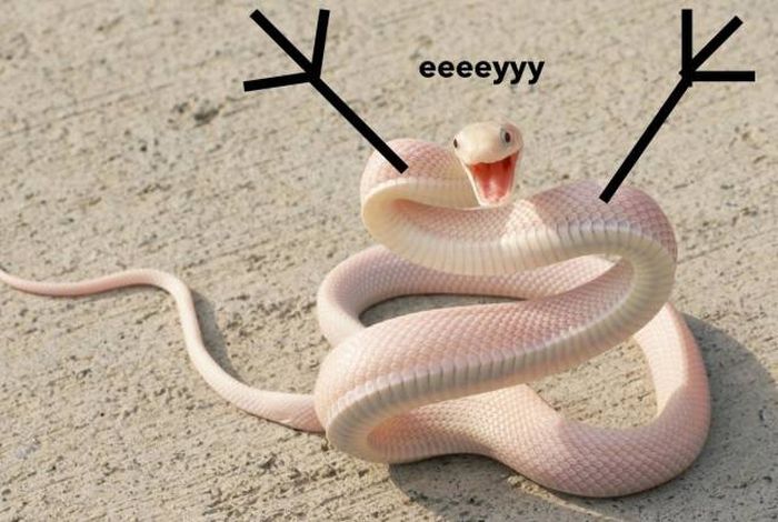 Acid Picdump (90 pics)
