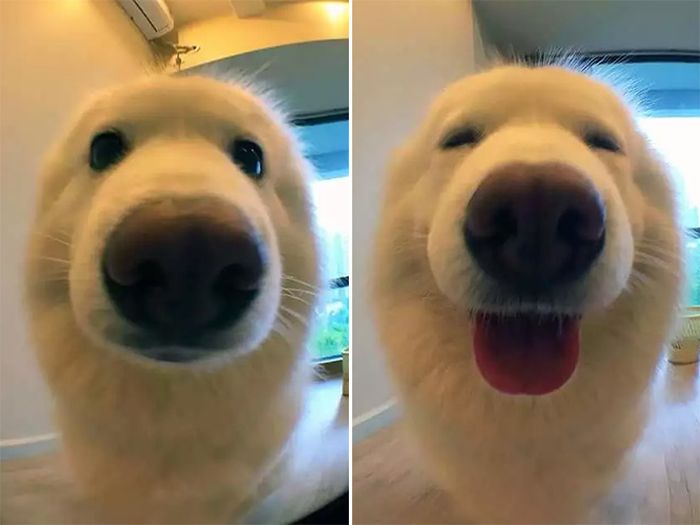 Before And After Being Called a Good Boy (16 pics)