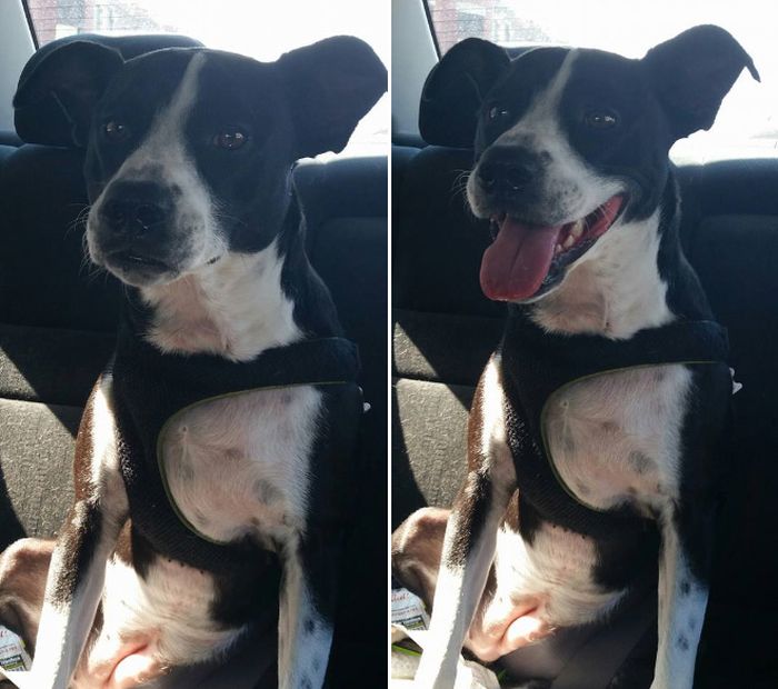 Before And After Being Called a Good Boy (16 pics)