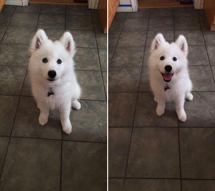 Before And After Being Called a Good Boy (16 pics)