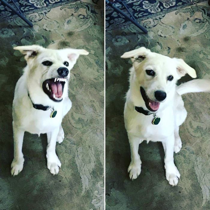 Before And After Being Called a Good Boy (16 pics)