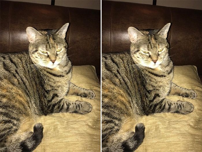 Before And After Being Called a Good Boy (16 pics)