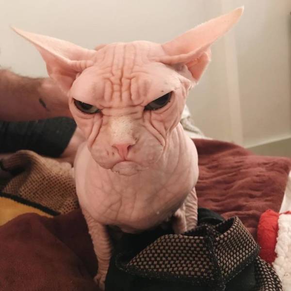 Loki TheGrumpy Sphynx Cat (25 pics)