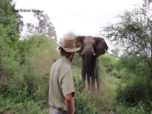 Man Halts Charging Elephant
