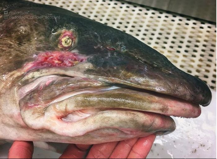 Photos Of Rare And Strange Fishes Posted By A Russian Fisherman (23 pics)