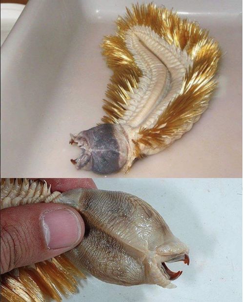 Photos Of Rare And Strange Fishes Posted By A Russian Fisherman (23 pics)