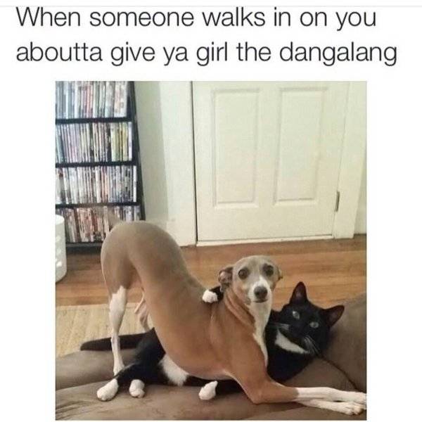 Sex Tweets And Memes (43 pics)