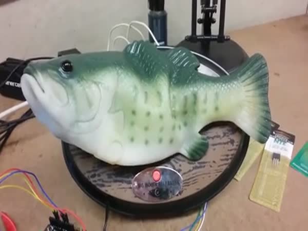 Amazon Alexa In A Fish