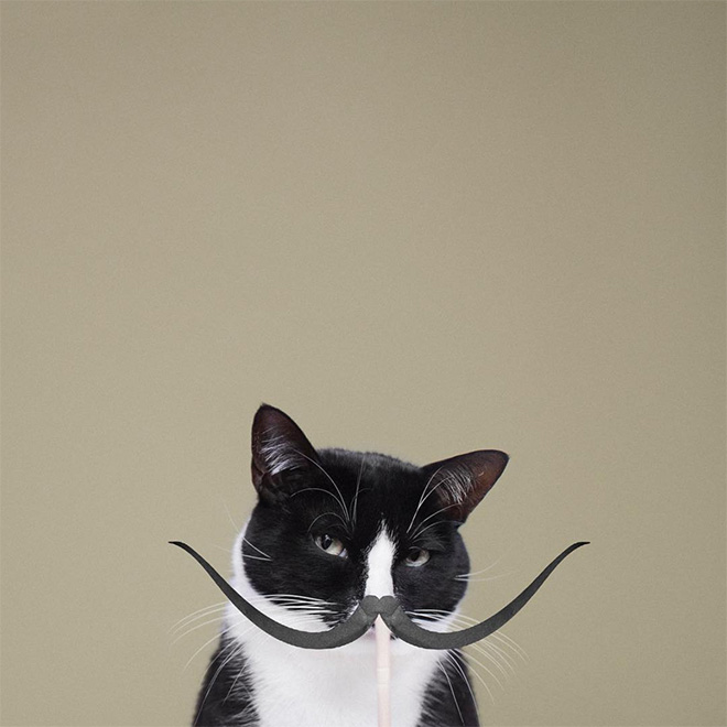 Cat Instagram Account (18 pics)