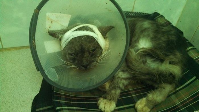 Rescued Cat (6 pics)