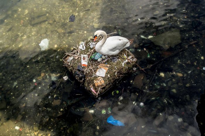 Swan's Garbage Nest (4 pics)