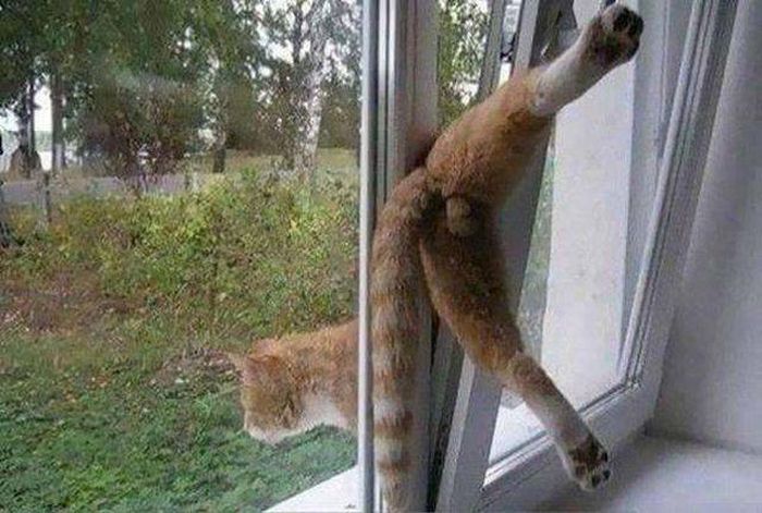 Cats In Troubles (33 pics)