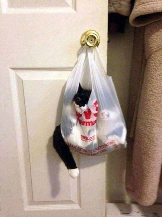 Cats In Troubles (33 pics)