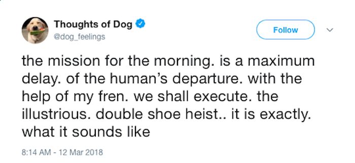 Dog Thoughts (30 pics)