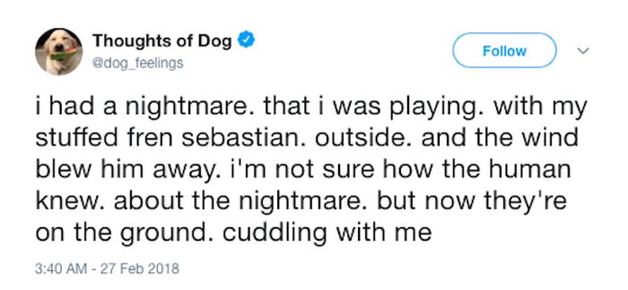 Dog Thoughts (30 pics)