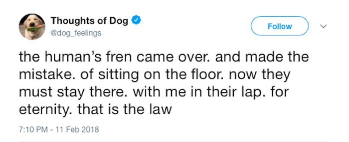 Dog Thoughts (30 pics)