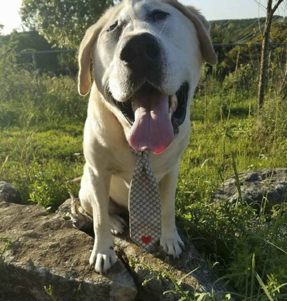 Deformed Labrador Is Living A Happy Dog Life (20 pics)