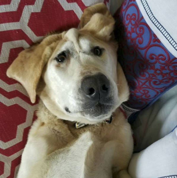 Deformed Labrador Is Living A Happy Dog Life (20 pics)