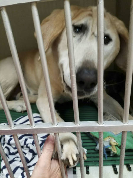 Deformed Labrador Is Living A Happy Dog Life (20 pics)