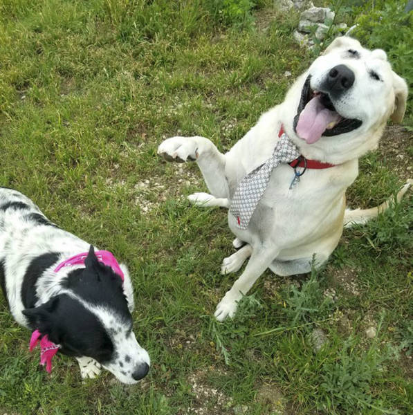 Deformed Labrador Is Living A Happy Dog Life (20 pics)