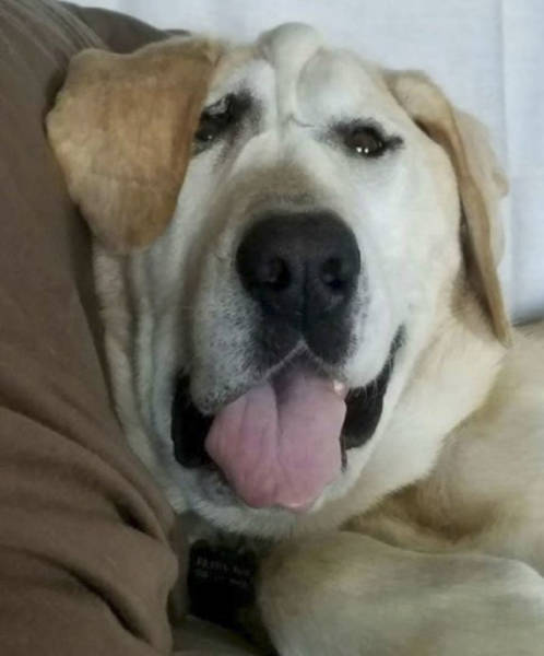 Deformed Labrador Is Living A Happy Dog Life (20 pics)
