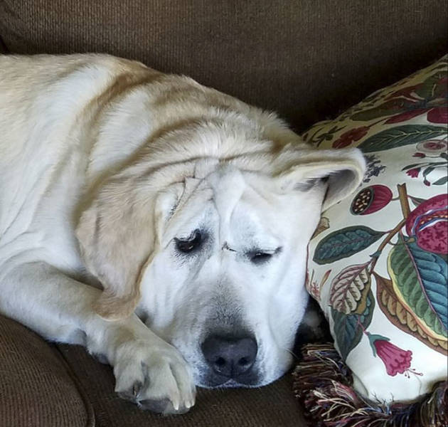 Deformed Labrador Is Living A Happy Dog Life (20 pics)
