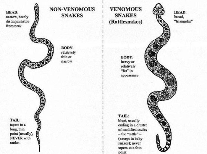 How To Know If A Snake Is Deadly Or Not (4 pics)