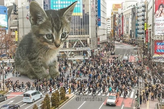 Giant Cats In Urban Landscapes (5 pics)