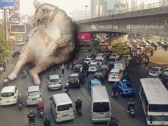 Giant Cats In Urban Landscapes (5 pics)