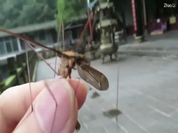 Man From China Catches World's Largest Mosquito