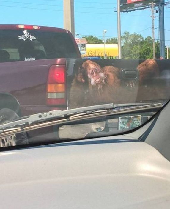 Owners Of These Cars Are Trying Too Hard To Be Different (39 pics)