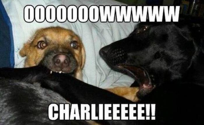 Funny Dogs (53 pics)