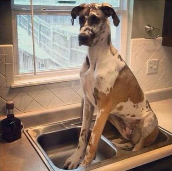 Funny Dogs (53 pics)