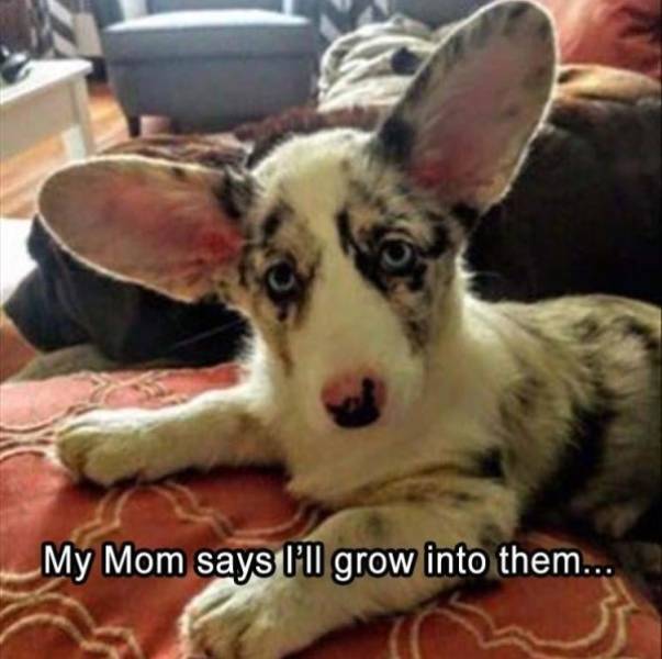 Funny Dogs (53 pics)