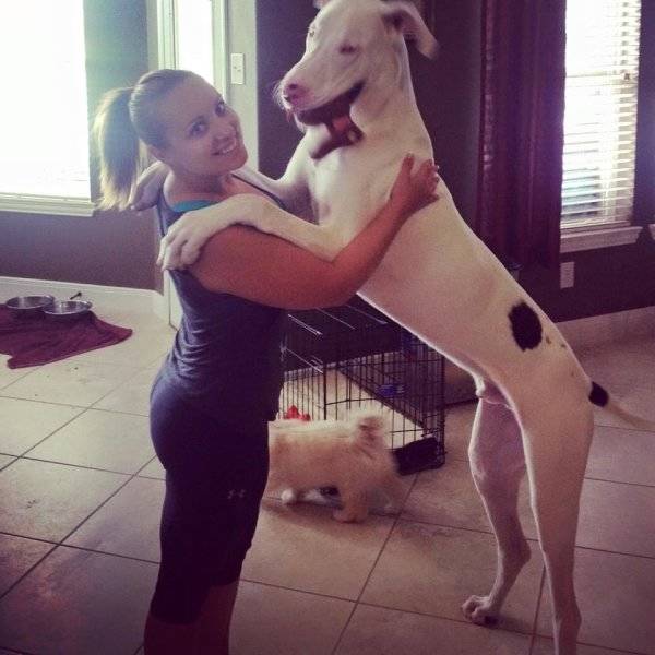 Funny Dogs (53 pics)