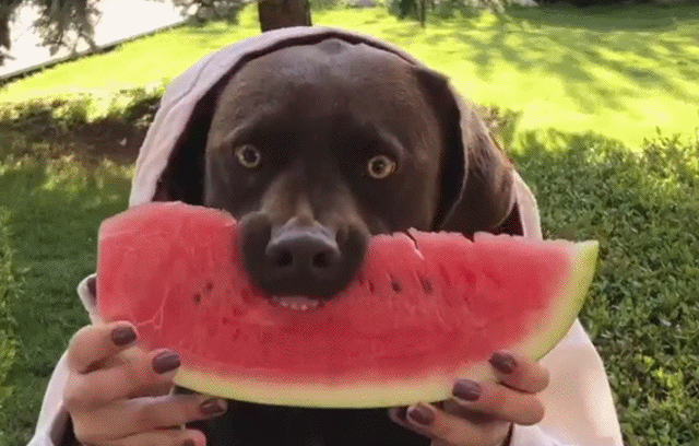 Acid Gifdump, April 30, 2018 (25 gifs)