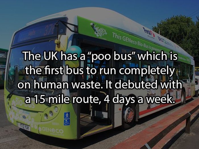 Facts About Poop (19 pics)