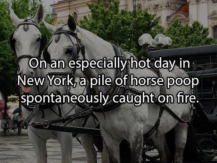 Facts About Poop (19 pics)