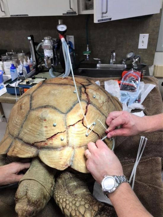 Tortoise Repair (6 pics)