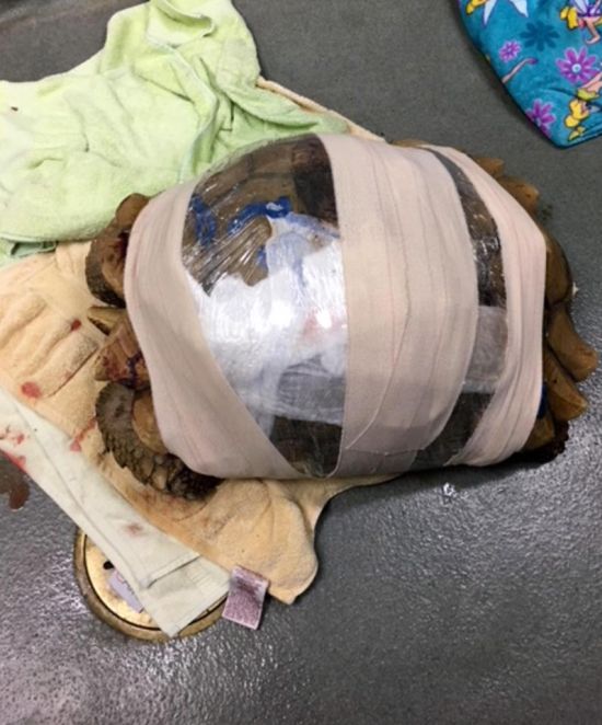 Tortoise Repair (6 pics)