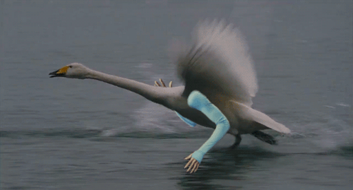 Birds With Arms (20 gifs)